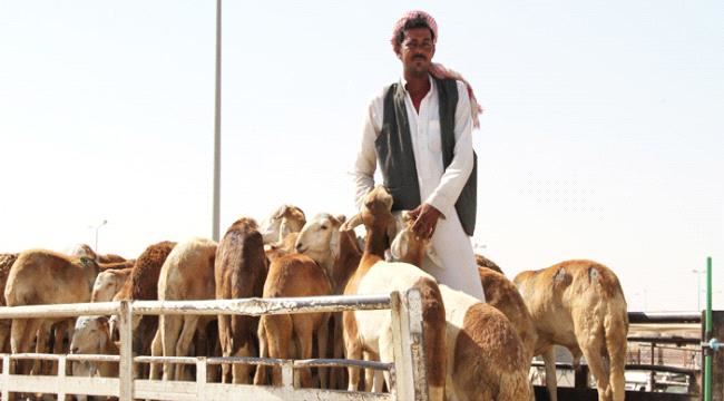 
أسعار المواشي واللحوم ومشتقاتها اليوم الثلاثاء في العاصمة عدن