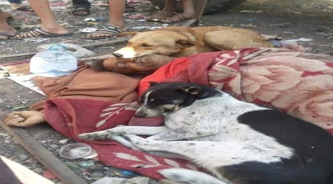
شاهد ماذا فعلت كلاب ضالة بجثة يمني مشرد قضى حياته في إطعامها - صورة