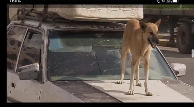 
                     تعرف على قصة أشهر كلب في عدن .. بوتشي ووجدي - شاهد فيديو 