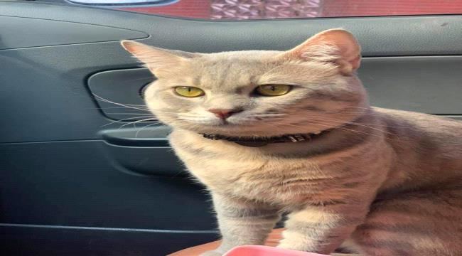 
اختفاء وعودة القط "ديفي" في عدن تشعل مواقع التواصل الاجتماعي 