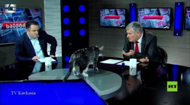 قطة تقطع بث برنامج تلفزيوني في جورجيا - شاهد فيديو  ...