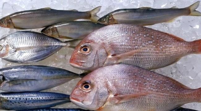 
                     تعرف على أسعار الاسماك في العاصمة  عدن اليوم الخميس 