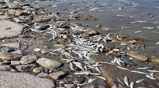 
                     حماية البيئة توضح سبب نفوق الأسماك في العاصمة عدن 
